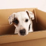Moving With Pets to San Mateo