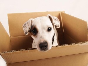 Moving With Pets to San Mateo